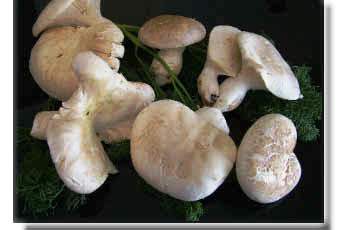 Funghi  "Basilischi"