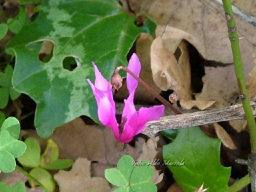Castelbuono Per Immagini Ciclamino Selvatico